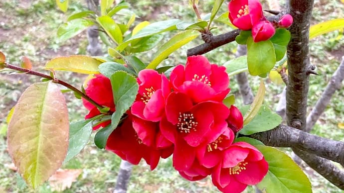 五稜郭のボケの花は、曇り空でも、輝いていたっ！　◝(⑅•ᴗ•⑅)◜..°♡