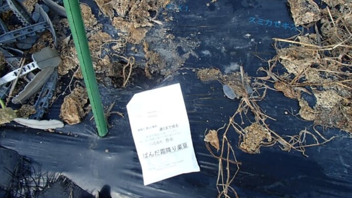 ようやく島オクラが採れ始めました