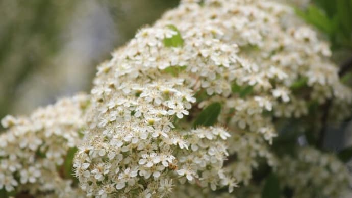 篠窪(しのくぼ)の隣町 くず葉の家で「トキワサンザシの花」を初めて見た(2021/05/12)