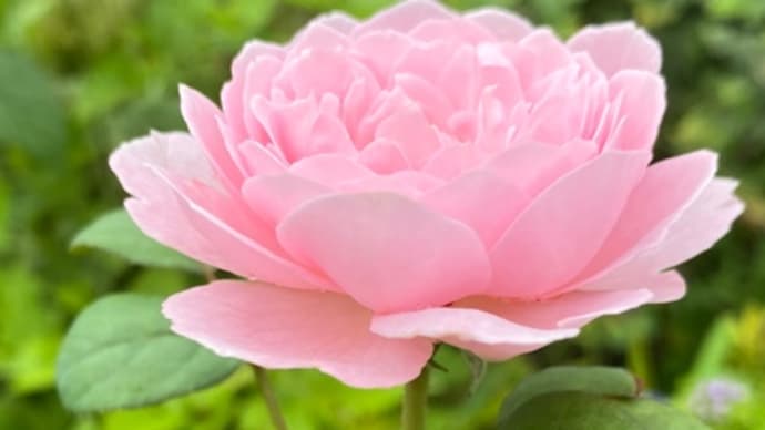 庭のお花達 薔薇・クィーンオブスウェーデン他