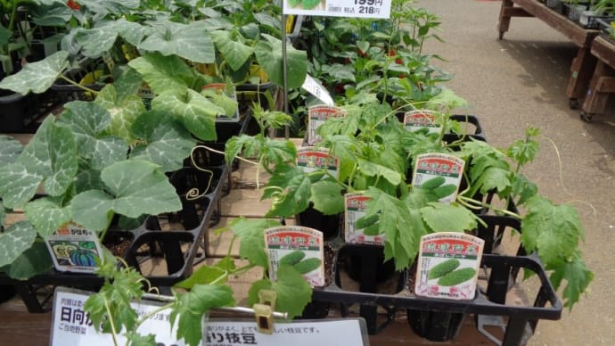近所にあるホームセンターで「花や苗木」を見物