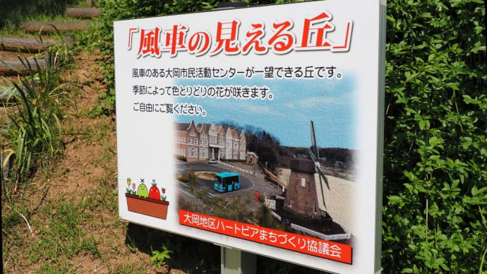 風車の見える丘(ゴデチア)