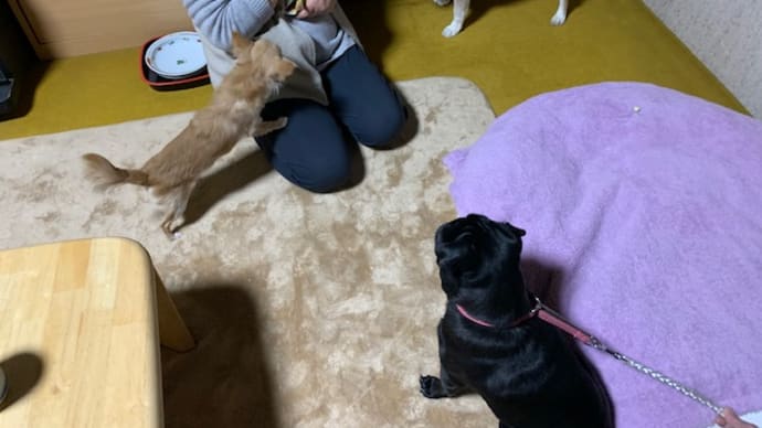 明けましておめでとうございます。