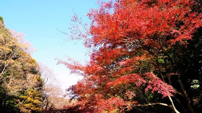瀬上市民の森の紅葉