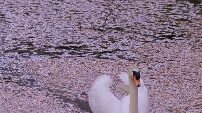●奥卯辰山健民公園 コブハクチョウのコロちゃんが天国へ 過去のコブハクチョウの親子