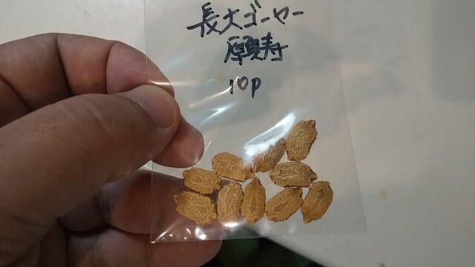 ゴーヤーの種蒔き