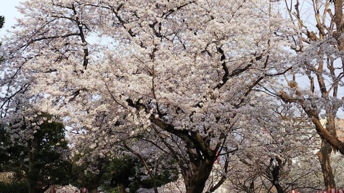 しばらくは 桜を追って 目に遺す