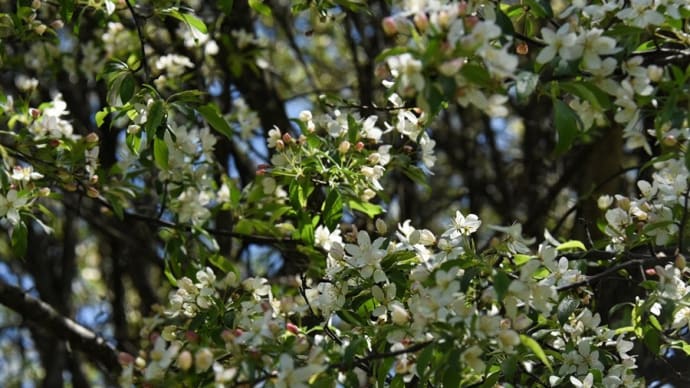 林床の花写ん歩(その6)・・・樹木の花