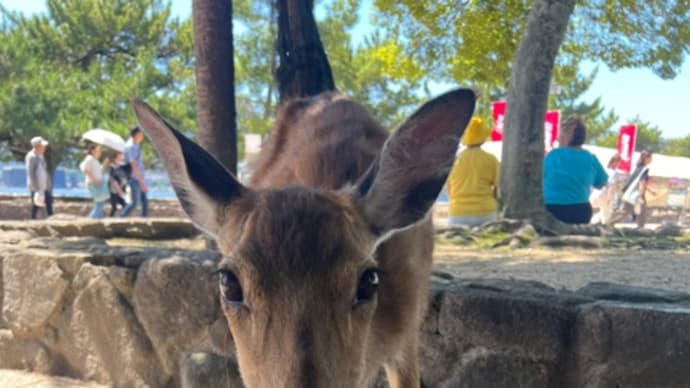 3年ぶりの慰安旅行〜宮島〜瀬戸内 うさぎと戯れる♪