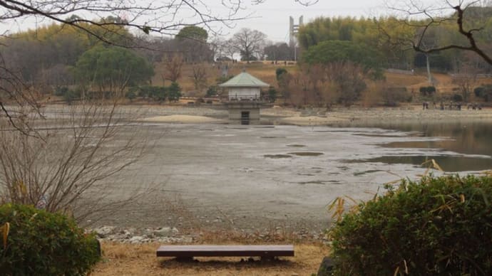 ミコアイサにトモエガモ!~山田池公園2025/2上旬(1)
