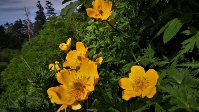 高山植物とギンリョウソウ(銀竜草)の咲くころ ~西穂高・上高地登山道