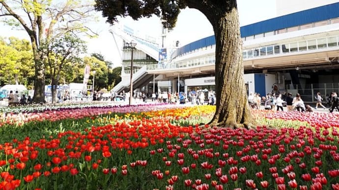 横浜公園の春景色