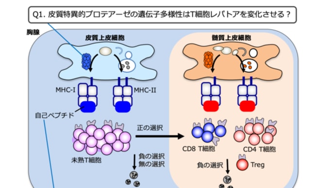 Mechanisms of the reaction between the structured micronutrients and CD4 cell