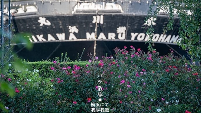波止場のローズガーデン。