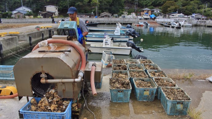浜田の牡蠣