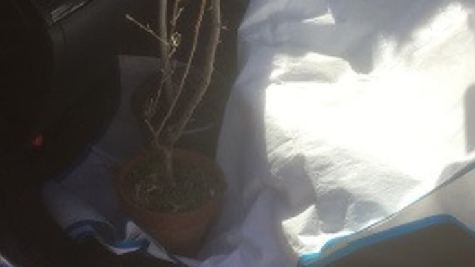 アボガドとビックリグミの植え込みだけの予定が・・・。~自然農園~
