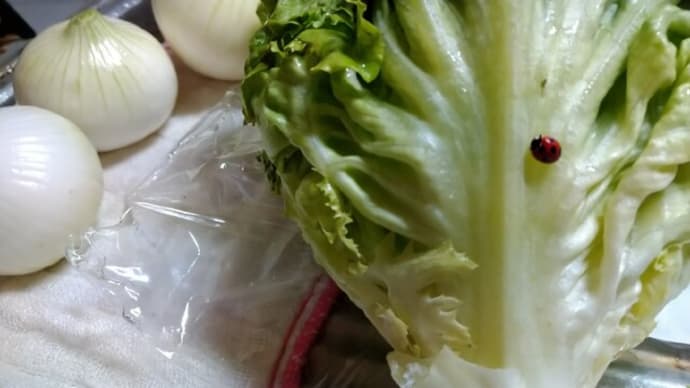 ぞなもし、かもしれない。