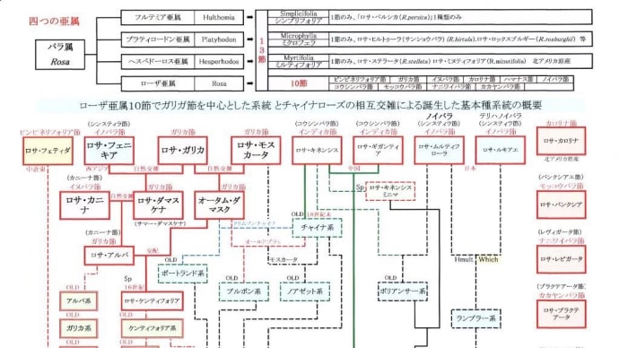 ロサ・ガリカを中心とする系譜とチャイナローズとの相互交雑により誕生した基本種の系統とは?