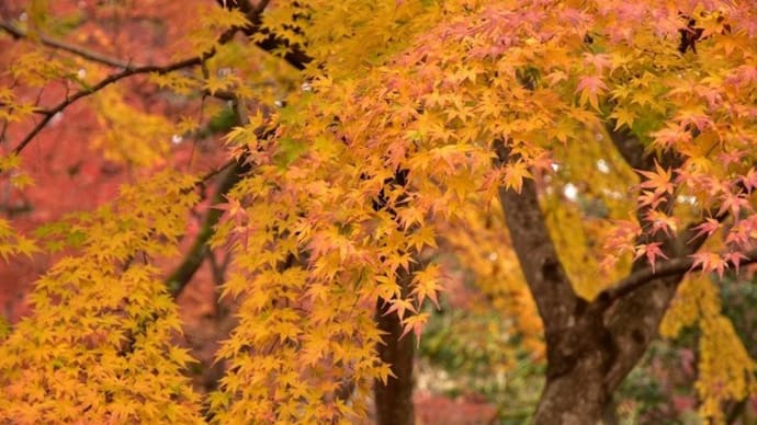 紅葉