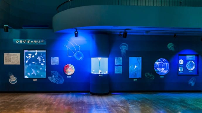 東海大学海洋科学博物館 1F クラゲギャラリー