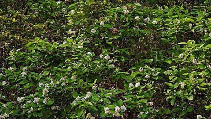 オオシマウツギの花