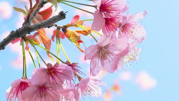 桜はじめ ( 皇子が丘公園、サンシャイン )