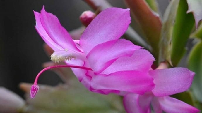 鉢植えのシャコバサボテン(3) 「カミーラ」