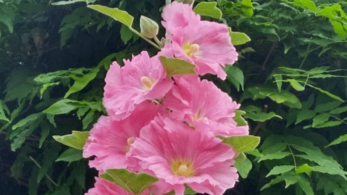 それは芽生えている