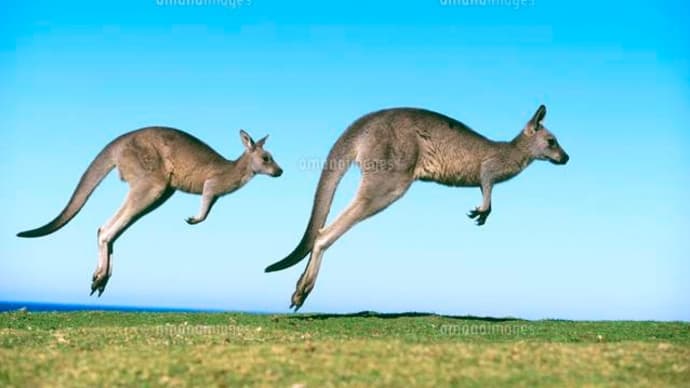 リムパーザ224日目 空飛ぶカンガルー👏
