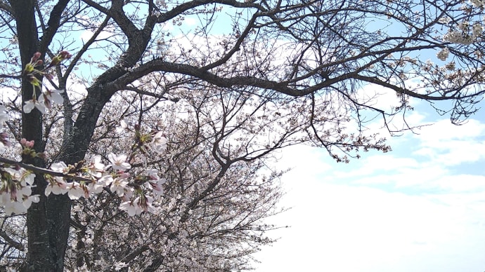 西之沢、丸柱から長田へ観桜ドライブ…そして「桜峠」。