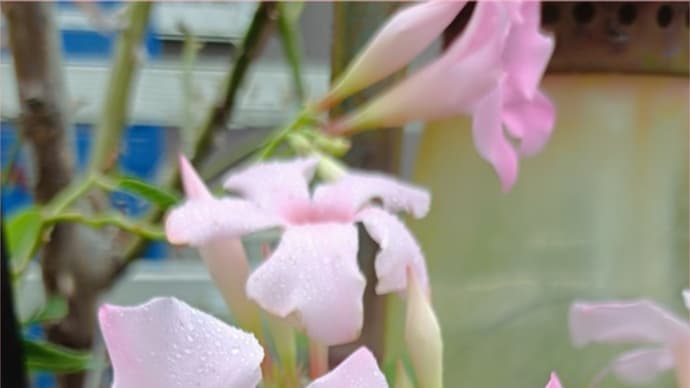 コリンクレイヴンが咲きだしました❤良い日でした❤
