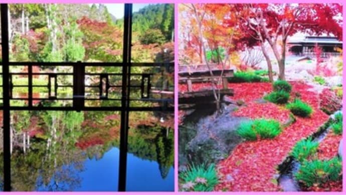 環境芸術の森@唐津市厳木町の「床もみじ」じゃなくって「漆卓もみじ」も見ごたえありますよ(^^♪