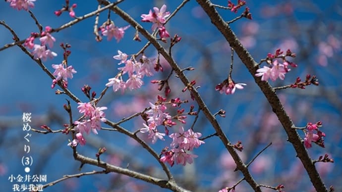 弥生の空に桜もよう。