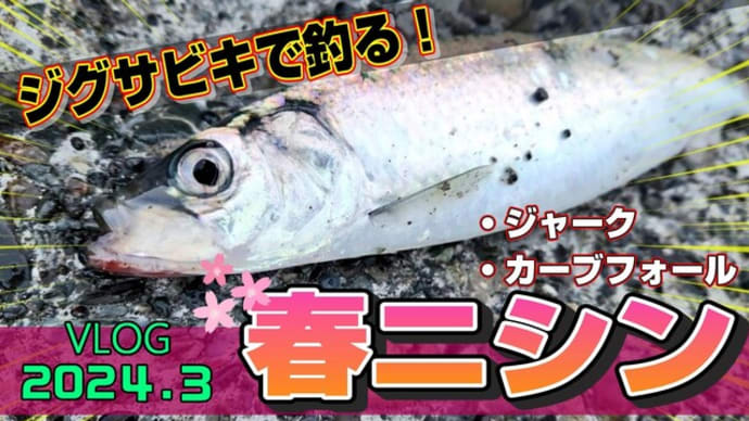 【ジギング】ジグサビキで春ニシン！遠投カーブフォールとジャークで釣る北海道の魚