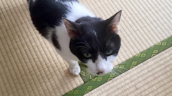 いつだって憎まれ役