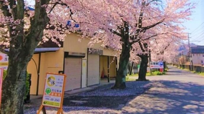 10/21~3日間 桜の伐採作業のため通行規制があります