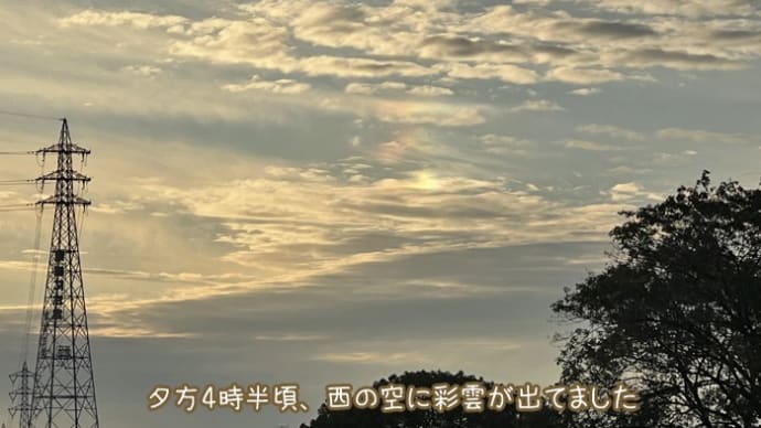 鳥が来ないと暇過ぎる