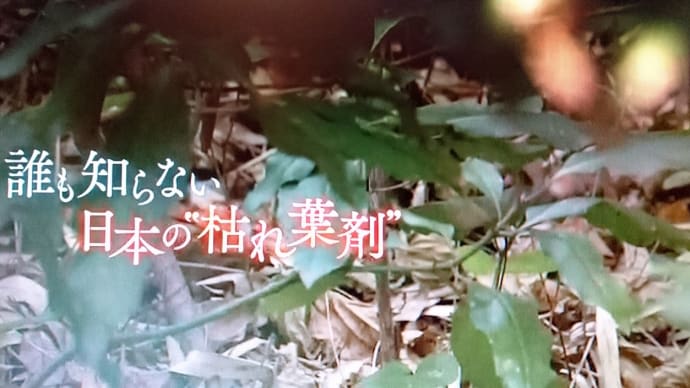 NHKザ・ライフ「誰も知らない 日本の“枯れ葉剤」