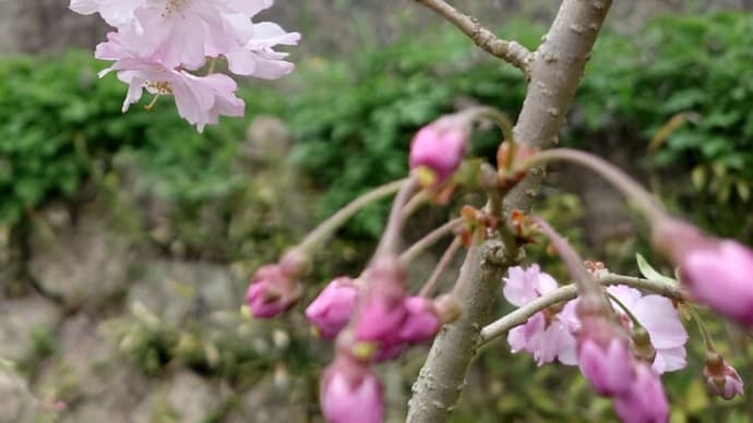 仙台枝垂れ桜・農作業に追われてます