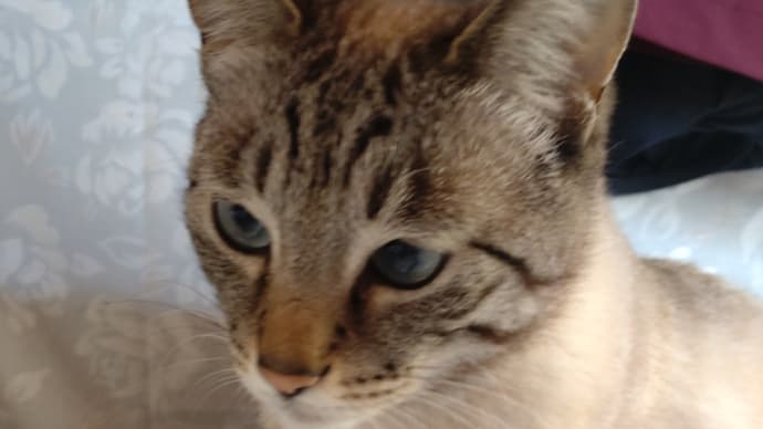 ゆるすぎる猫パンチ