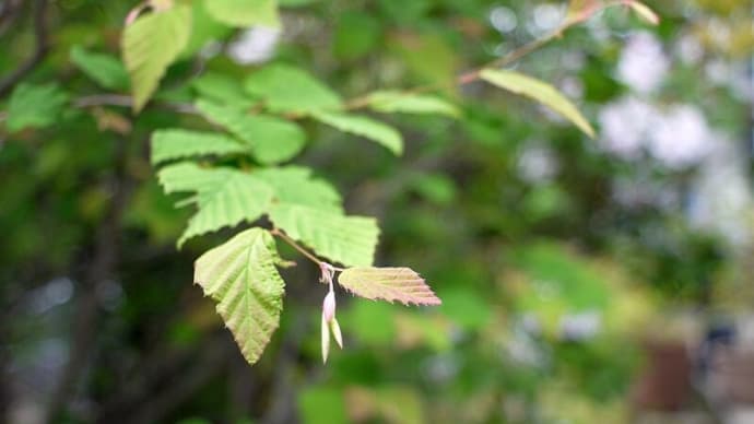 マイナーマウントの広角レンズで実写 Kyocera LENS AF 24mm F2.8
