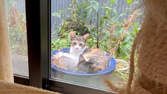 台風の後に植木鉢で寛ぐ子猫たち