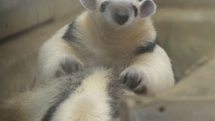 すくすくムムちゃん。がんばるアンちゃん