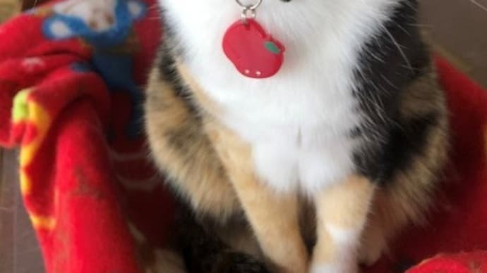 猫年齢・・・まだ5歳、もう5歳