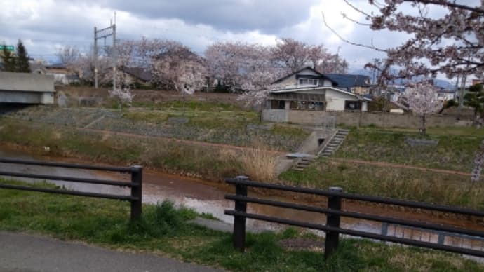 今年の桜は早い〜向山の観測記録から〜