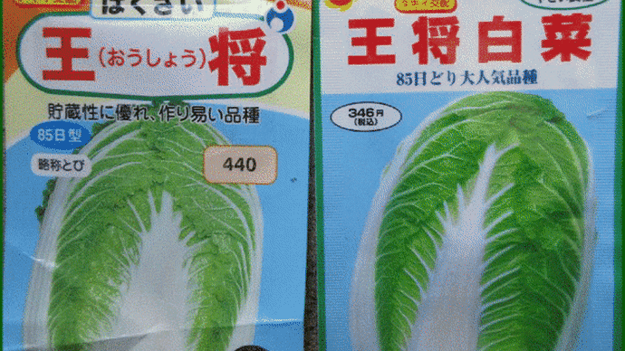 畑で育てている「白菜・王将」の間引き作業を、昨日の午前中に行って・・・