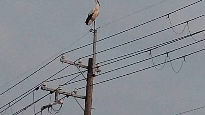 コウノトリはおらんかったわ!