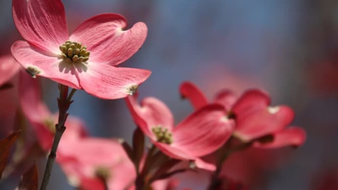 お花を一挙公開