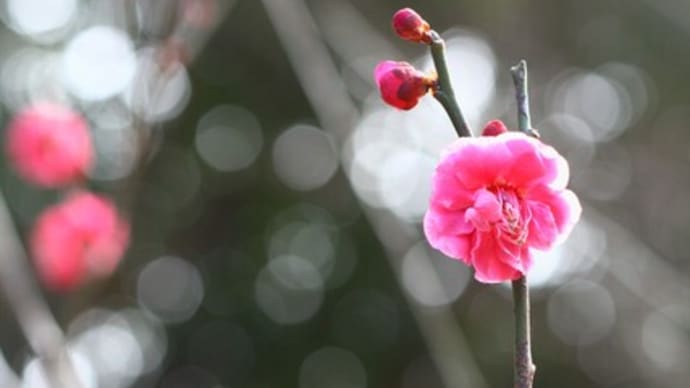 青葉の森公園の梅