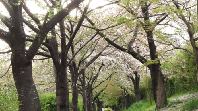 桜が終わって穏やかな日常